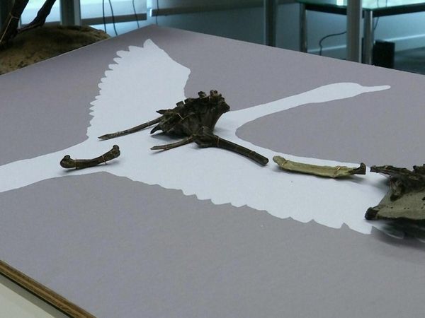 La Tierra Antigua: Los Dinosaurios del Continente de Hielo - Lo que se encuentra debajo