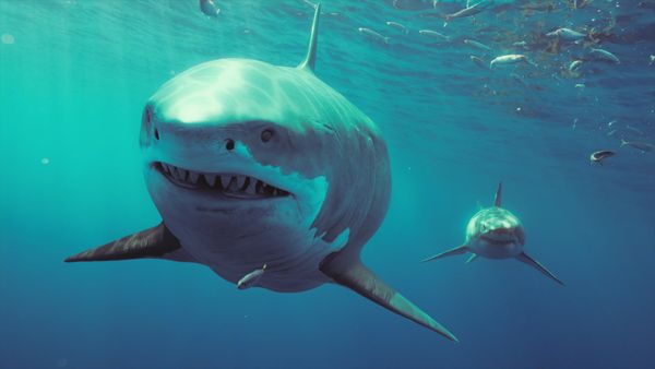 Gigantes - Tiburones