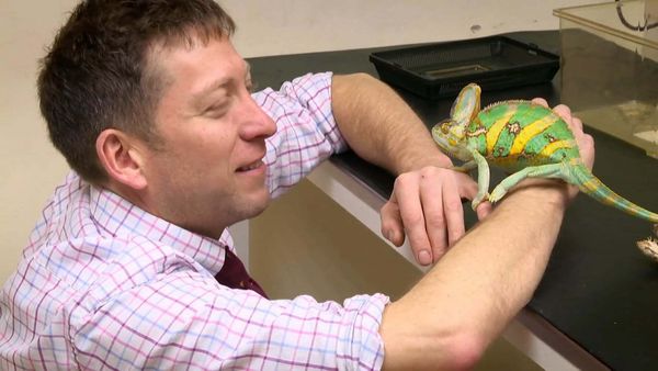 The Yorkshire Vet Casebook - Episode 1
