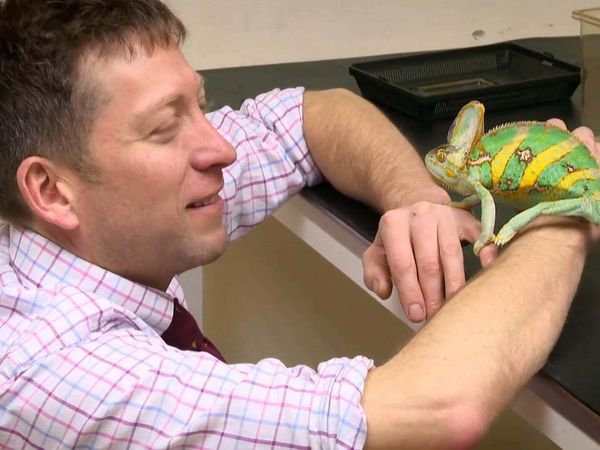 The Yorkshire Vet Casebook - Episode 1