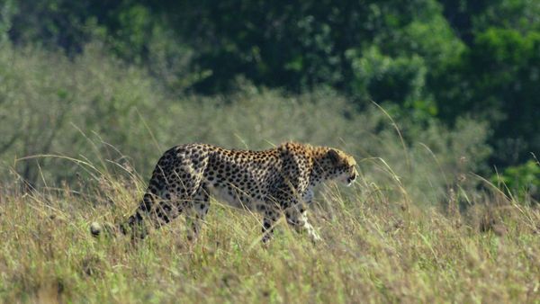 La vida secreta de los gatos grandes - Las Vidas Secretas de los Guepardos