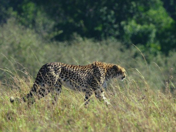 La vida secreta de los gatos grandes - Las Vidas Secretas de los Guepardos
