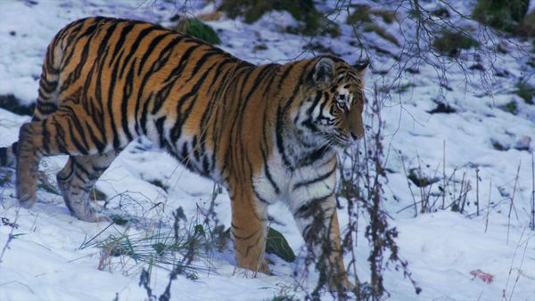 La vida secreta de los gatos grandes - Las Vidas Secretas de los Tigres