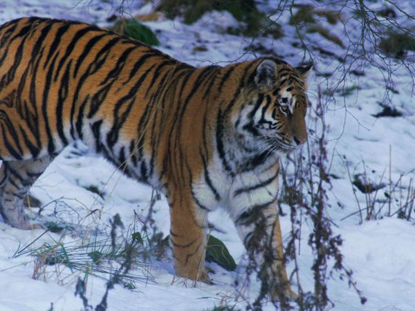 La vida secreta de los gatos grandes - Las Vidas Secretas de los Tigres