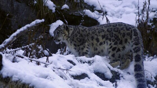 La vida secreta de los gatos grandes - Las Vidas Secretas de los Leopardos de las Nieves
