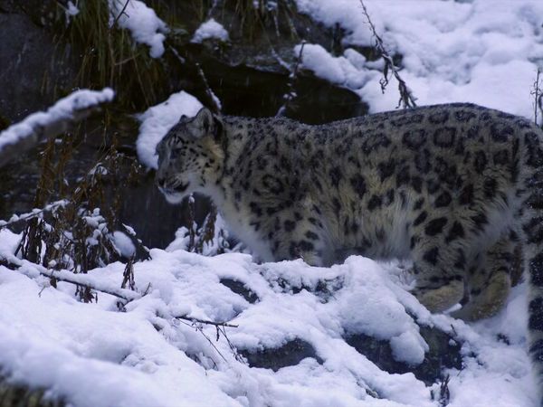 La vida secreta de los gatos grandes - Las Vidas Secretas de los Leopardos de las Nieves