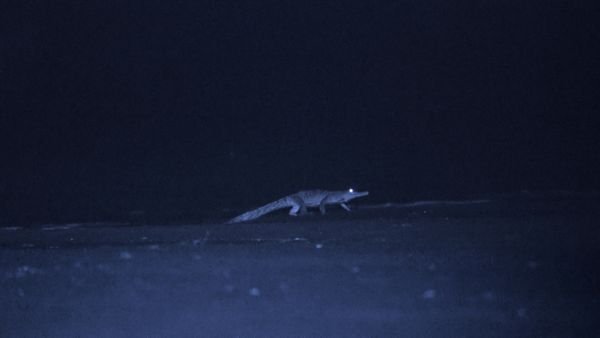La vida secreta de los gatos grandes - Las Vidas Secretas de los Jaguares