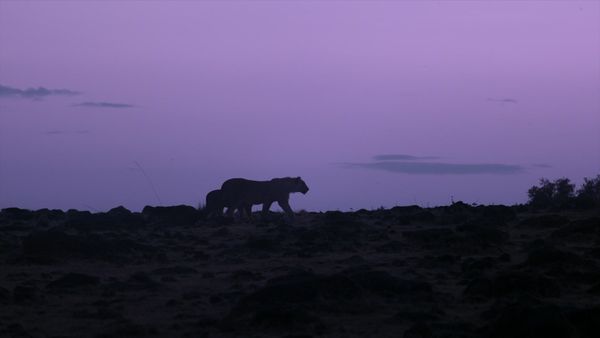 La vida secreta de los gatos grandes - Las Vidas Secretas de los Leones