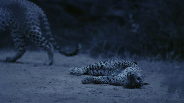La vida secreta de los gatos grandes - Las Vidas Secretas de los Leopardos