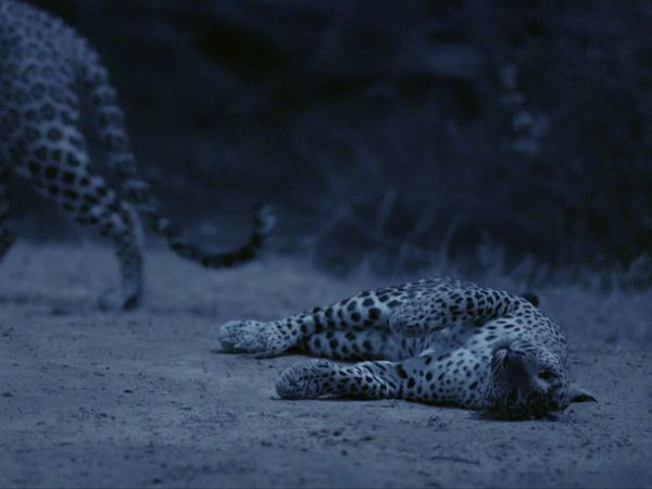 La vida secreta de los gatos grandes - Las Vidas Secretas de los Leopardos