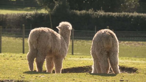 The Yorkshire Vet Casebook - Episode 6