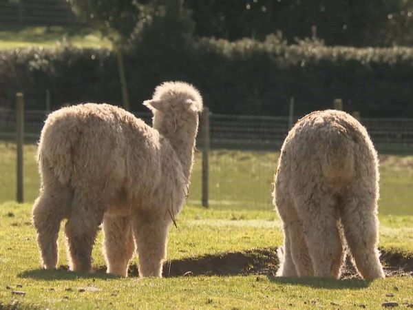 The Yorkshire Vet Casebook - Episode 6
