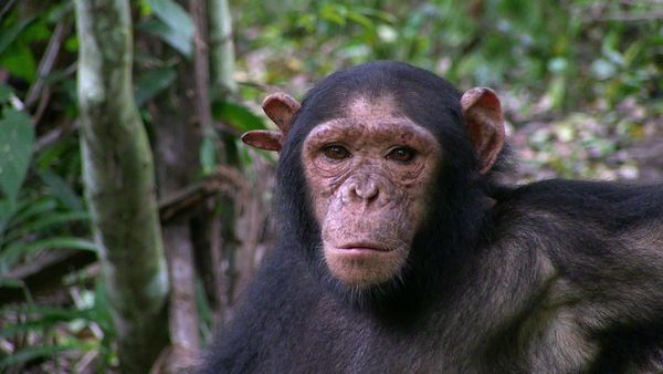 Los chimpancés del Congo rescatados, con Jane Goodall - Listos para Partir