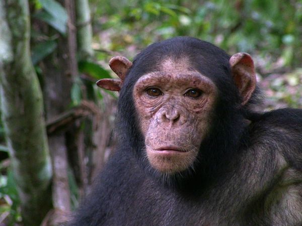 Los chimpancés del Congo rescatados, con Jane Goodall - Listos para Partir