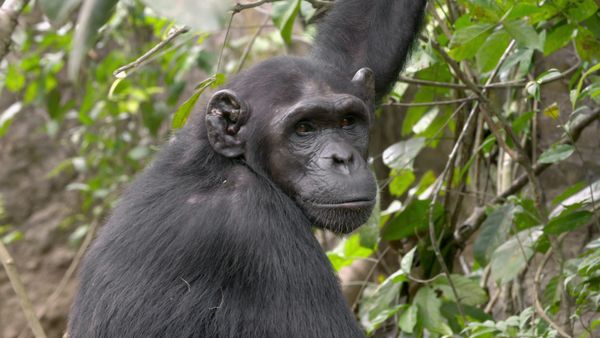 Los chimpancés del Congo rescatados, con Jane Goodall - El Camino hacia la Libertad