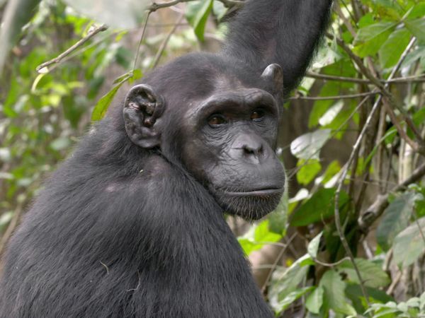 Los chimpancés del Congo rescatados, con Jane Goodall - El Camino hacia la Libertad