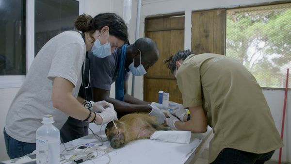 Los chimpancés del Congo rescatados, con Jane Goodall - Todos son Bienvenidos