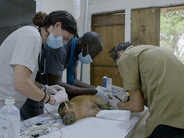 Los chimpancés del Congo rescatados, con Jane Goodall - Todos son Bienvenidos