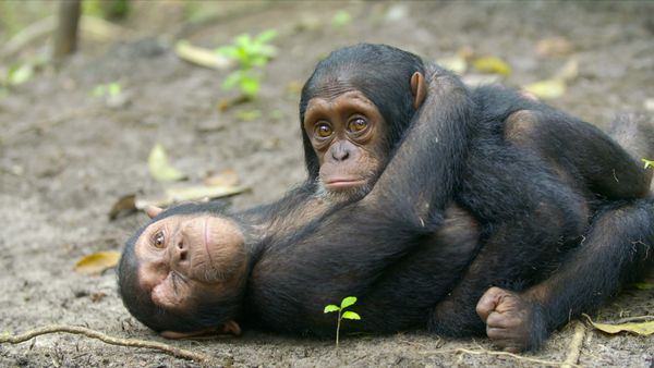 Los chimpancés del Congo rescatados, con Jane Goodall - Héroes