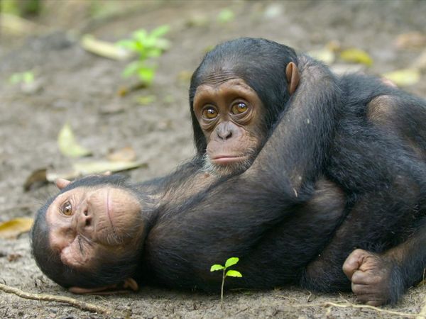 Los chimpancés del Congo rescatados, con Jane Goodall - Héroes