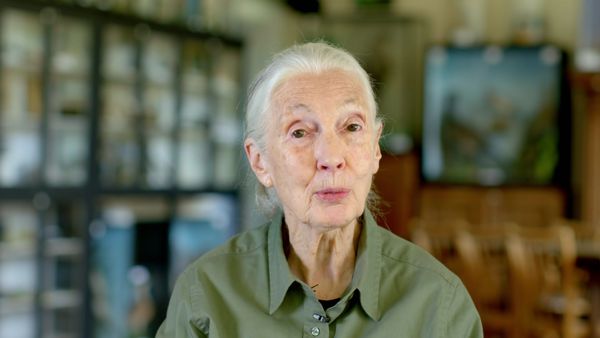 Los chimpancés del Congo rescatados, con Jane Goodall - La vida en la Isla
