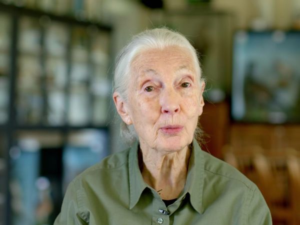 Los chimpancés del Congo rescatados, con Jane Goodall - La vida en la Isla