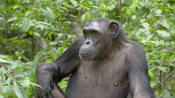 Los chimpancés del Congo rescatados, con Jane Goodall - Esperar lo Inesperado