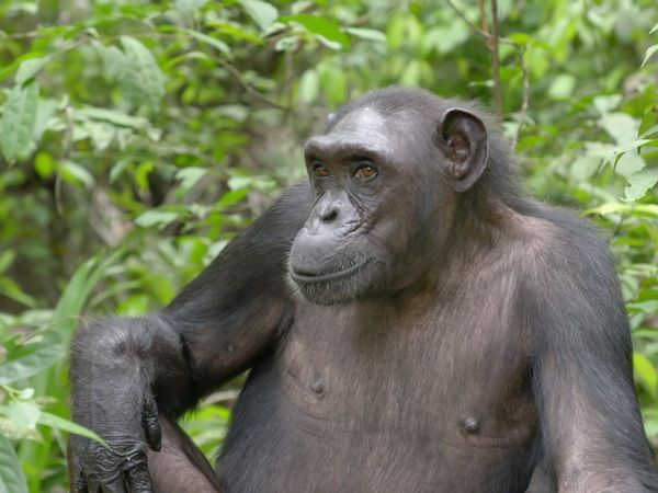 Los chimpancés del Congo rescatados, con Jane Goodall - Esperar lo Inesperado
