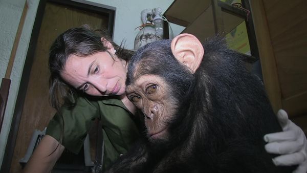 Los chimpancés del Congo rescatados, con Jane Goodall - El Gran Paso