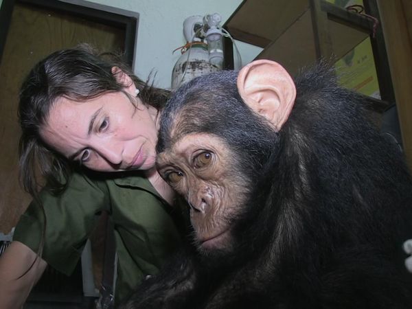 Los chimpancés del Congo rescatados, con Jane Goodall - El Gran Paso