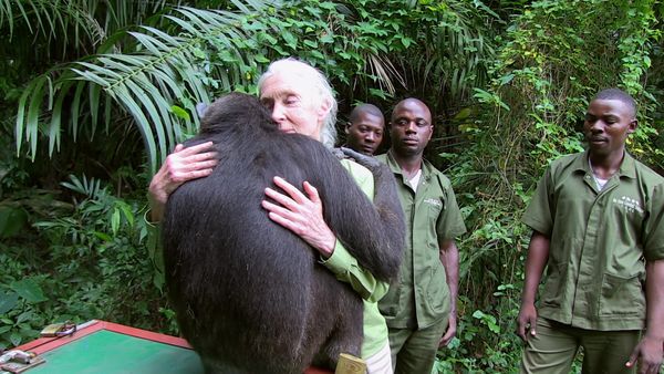 Los chimpancés del Congo rescatados, con Jane Goodall - Haciendo Amigos