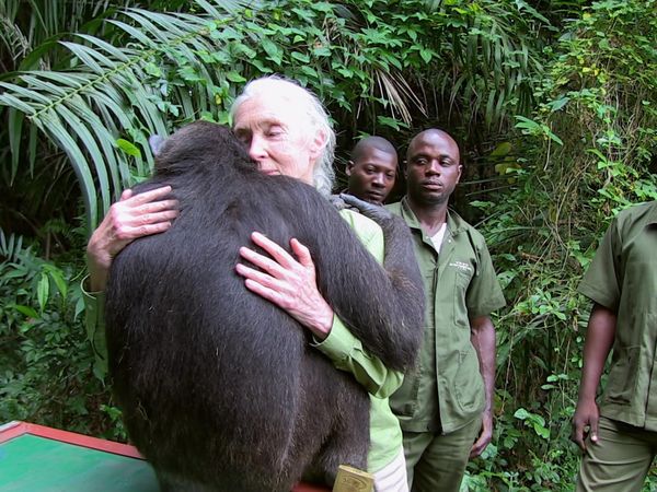 Los chimpancés del Congo rescatados, con Jane Goodall - Haciendo Amigos