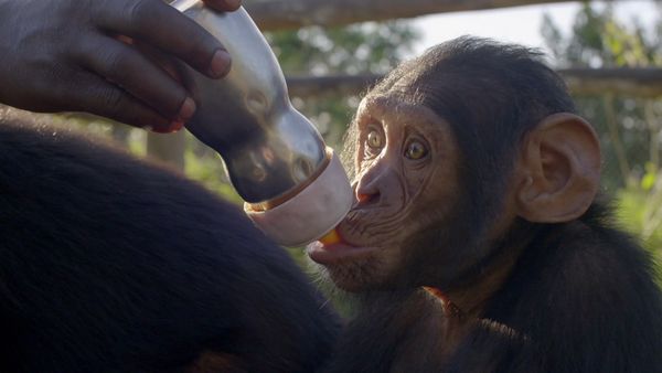 Los chimpancés del Congo rescatados, con Jane Goodall - Esperanza