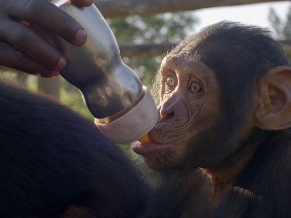 Los chimpancés del Congo rescatados, con Jane Goodall - Esperanza