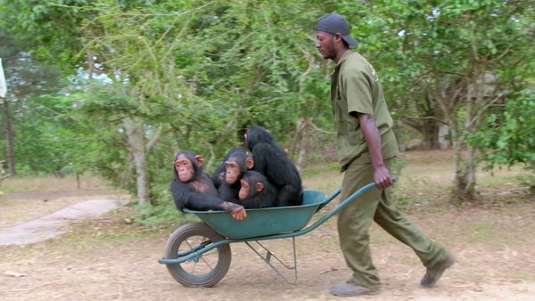 Los chimpancés del Congo rescatados, con Jane Goodall - Nuevas Llegadas