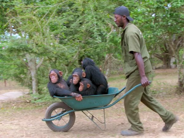 Los chimpancés del Congo rescatados, con Jane Goodall - Nuevas Llegadas
