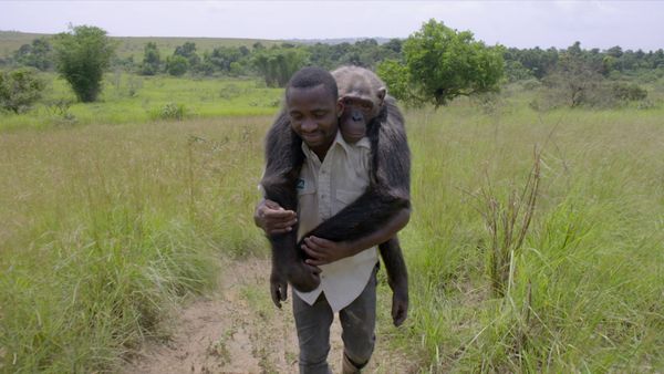 Los chimpancés del Congo rescatados, con Jane Goodall - Construyendo el Sueño