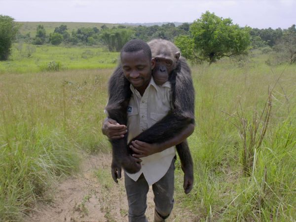 Los chimpancés del Congo rescatados, con Jane Goodall - Construyendo el Sueño