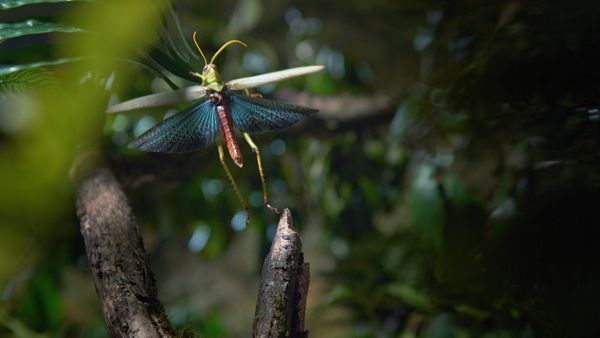 Planeta Insecto - Parte uno: Pequeñas criaturas pero grandes vidas