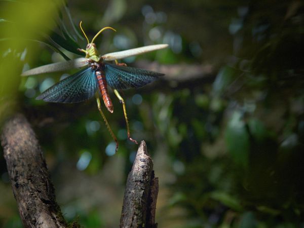 Planeta Insecto - Parte uno: Pequeñas criaturas pero grandes vidas
