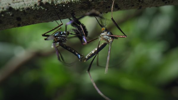 Planeta Insecto - Parte dos: La nueva generación
