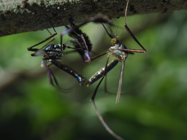 Planeta Insecto - Parte dos: La nueva generación