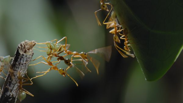 Planeta Insecto - Parte tres: Mentes colmena