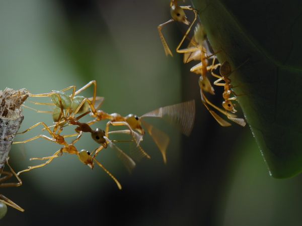 Planeta Insecto - Parte tres: Mentes colmena