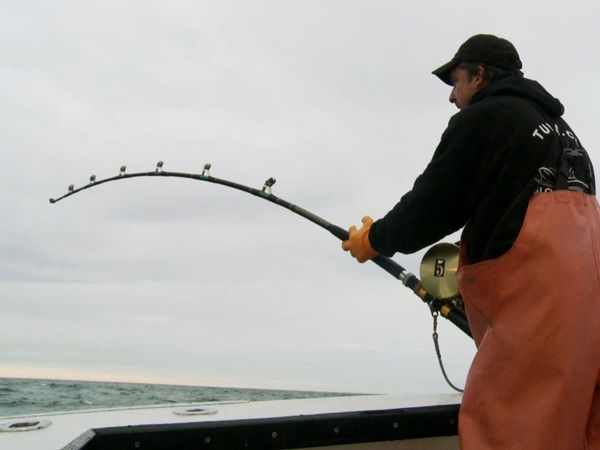 Wicked Tuna - Cupidité, ego et jalousie