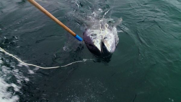Wicked Tuna - Que la chasse commence