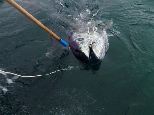 Wicked Tuna - Que la chasse commence