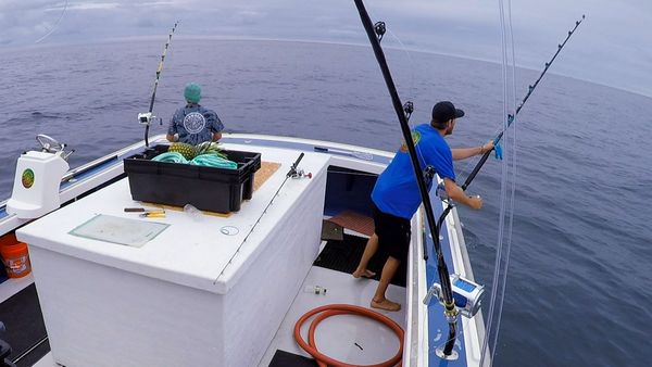 Wicked Tuna - Thon ou famine