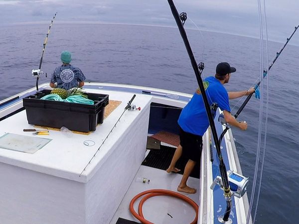 Wicked Tuna - Thon ou famine