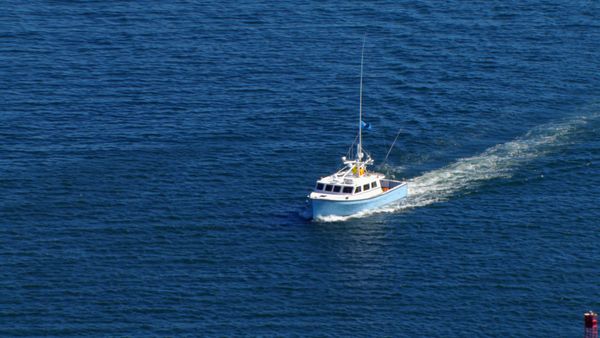Wicked Tuna - Lutter pour survrivre